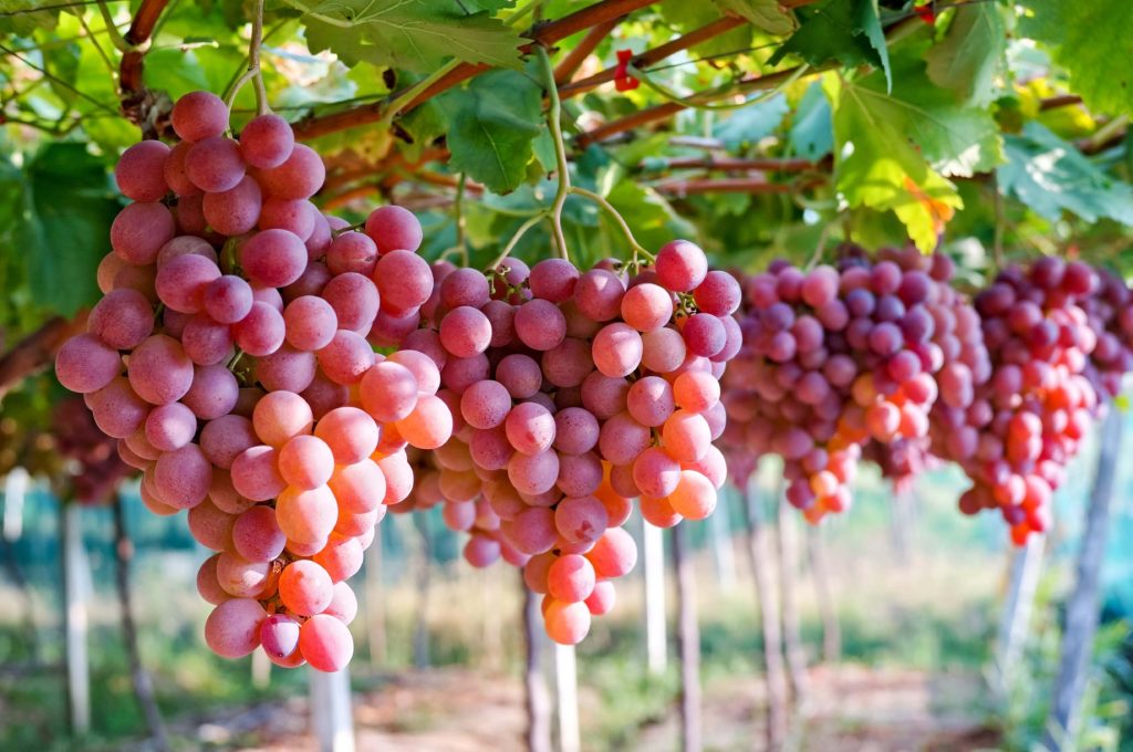 Виноград полезен для здоровья